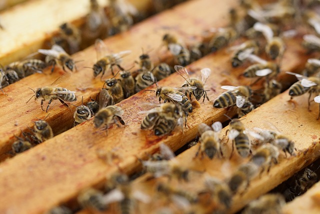 Bienen-auf-Wabe-Varroabehandlung-Oxalsäure