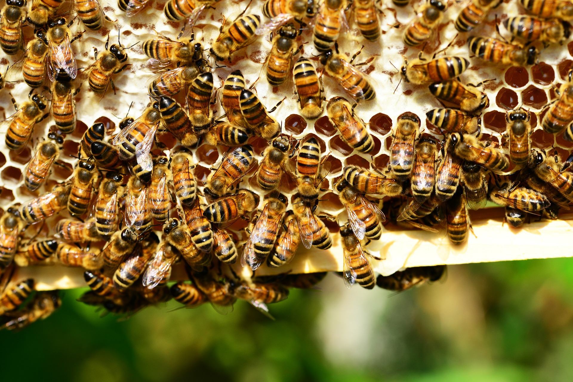 Honigbienen-Bienenwabe-Varroa-Varroamilbe