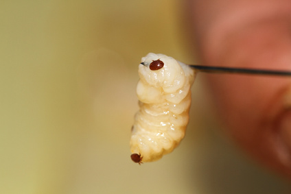 Varroamilbe auf einer Bienenlarve Varroamilbe auf einer Bienenlarve