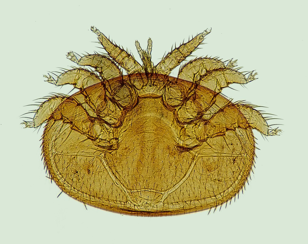 Varroa-Varroamilbe-Mikroskop-Varrosse-Varroabefall Varroa-Varroamilbe-Mikroskop-Varrosse-Varroabefall