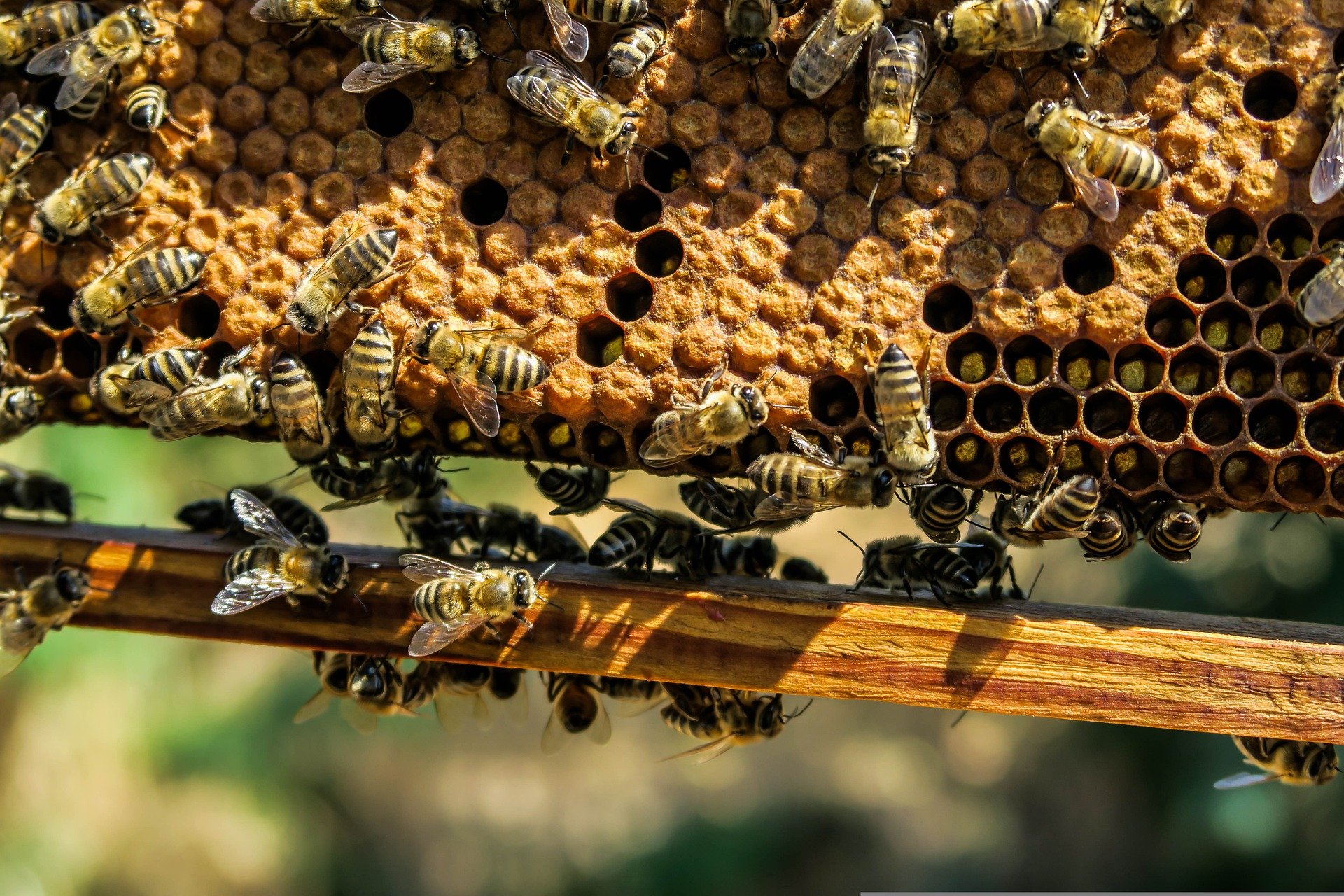 Bienen Bayvarol Behandlung Bayvarol Streifen