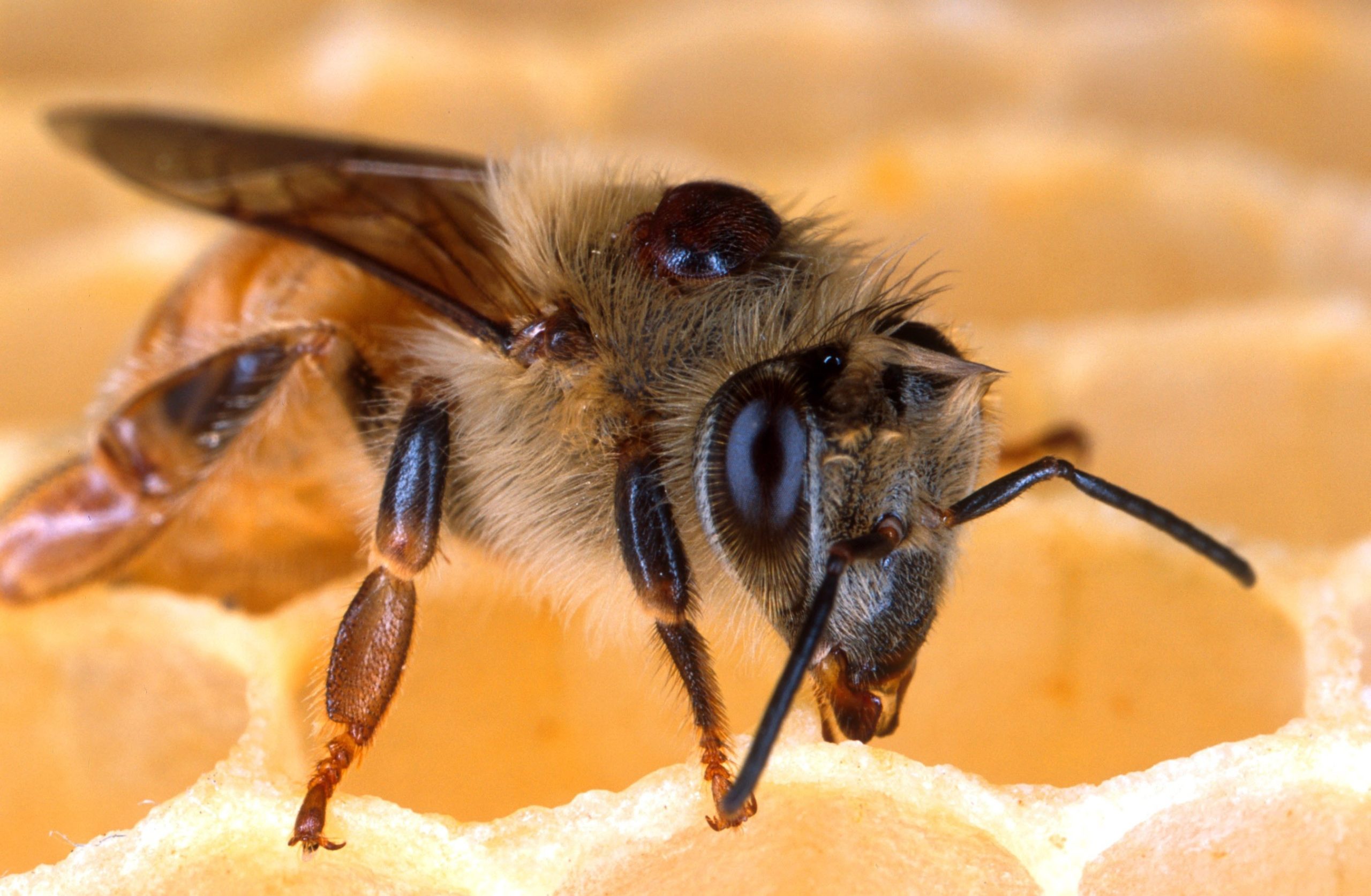 Varroamilbe auf einer Biene